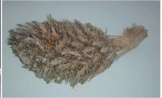 Oil Palm Empty Fruit Bunch