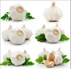 /product-detail/upeeled-garlic-price-of-2018-crop-natural-garlic-60617792685.html