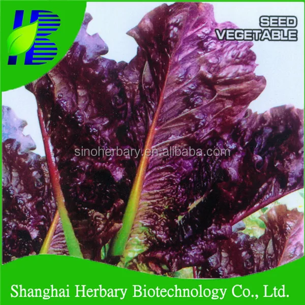 red lettuce seed