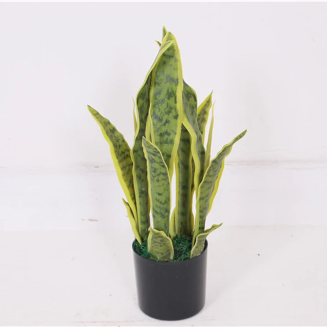 snake plant sansevieria