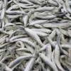/product-detail/high-quality-wholesale-no-salt-herring-frozen-62020713844.html