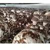 /product-detail/growing-shiitake-mushroom-oak-wooden-with-factory-direct-price-60711072374.html