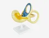 High quality plastic human inner ear model for medical teaching