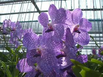 Vanda Orchids - Buy Orchids Product on Alibaba.com