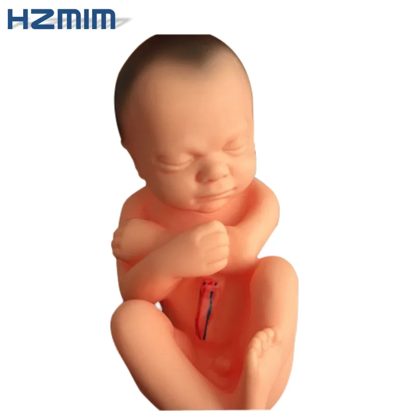 fetus model 5.jpg