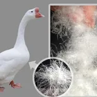 fluffy washed white duck feather and down