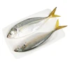 PTC New Arrive Seafood Frozen Whole Yellowtail Scad Fish