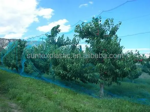 cherry_tree_netting_02