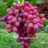 high quality Ruby Seedless Grapes from China
