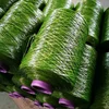 5000~12000Dtex Artificial Grass Yarn Manufacturer