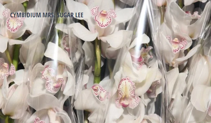 CYMBIDIUM MRS. SUGAR LEE