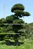 /product-detail/large-outdoor-bonsai-trees-made-in-japan-132597337.html