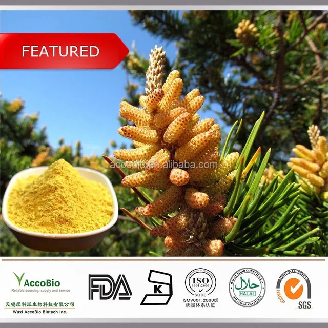 pinus pollen powder