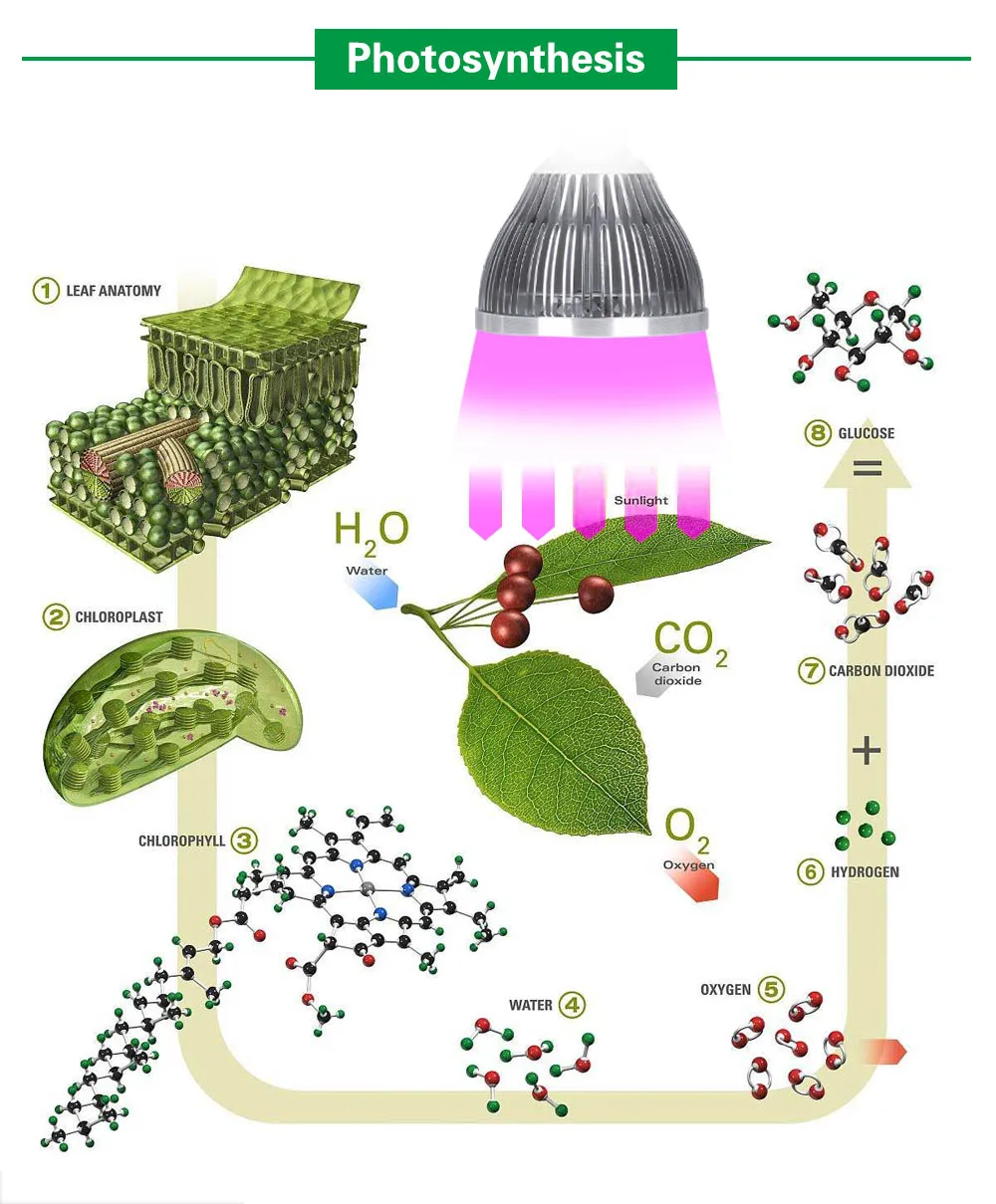 54W 36W LED Grow Light Indoor growing lights Hydroponics growing system For Garden Greenhouse plants Herbs Vegetable Flowers (15)