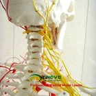 170 skeleton, nerve, Medical Full Skeleton Anatomical Human Model, 12362