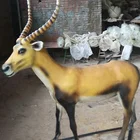 Fiberglass resin life size animal replica for sale