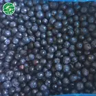 ISO Approved Bulk continue top quality frozen blueberry