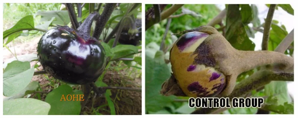liquid organic fertilizer