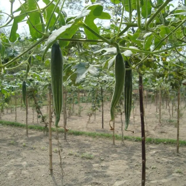 fresh snake gourd