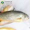 Frozen Yellow Croaker Fish Larimichthyscrocea