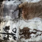 Cheap price Rabbit fur skin / rabbit fur skin/fur skin
