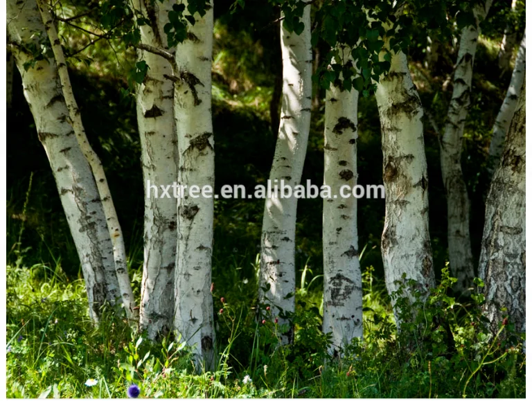 indoor use artificial birch tree with without leaves and natural