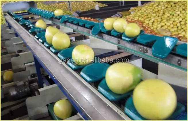 Fruit Weight Sorting Machine06