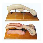 Animal medical model of cattle uterus anatomical models