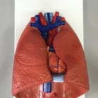 Life Life Size 3/4 Lung Model Larynx Heart Lung Anatomy Model Has 7 Removable Parts For Teaching Display Human Torso Model