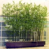 Decorative Waterproof Large Green Artificial Bamboo Plants, Artificial Lucky Bamboo