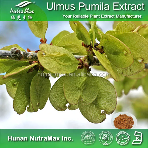 ulmus pumila extract