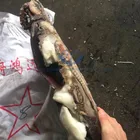 China giant squid tentacles neck off beak off eyes off