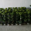 /product-detail/ficus-microcarpa-bonsai-s-shaped-bonsai-ficus-60177570309.html