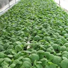 2015 Hydroponic Seedling Planting Nursery Seedling Tray