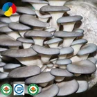 oyster mushroom substrate for exporting farm outlet wholesale price