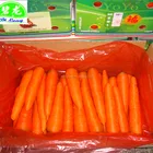 Hot sale New Crop Fresh Chinese Carrot supplying Malaysia UAE OMAN THAILAND KOREA JAPAN CANADA Singapore