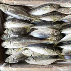 Factory direct wholesale trachurus japonicus fresh frozen horse mackerel fish