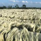 Sun-dried Sisal Fiber A Grade Natural White China Origin