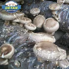 Detan Cultivted shiitake Mushroom Spawn/mushroom logs