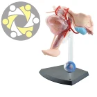 3D Female Plastic Vagina Anatomical Uterus Teaching Model