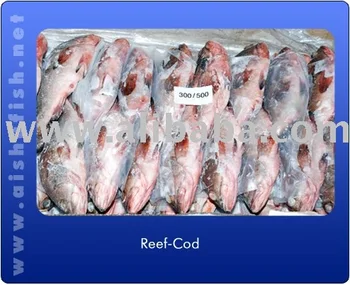 reef cod fish