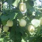 Pear China Pear Fresh Ya Pear From China