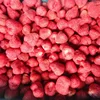 /product-detail/new-crops-iqf-frozen-strawberry-60815477487.html