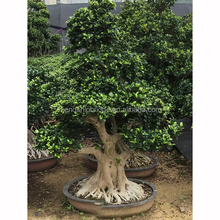 Güzel Kök Ficus bonsai ağacı H1.5m
