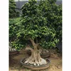 /product-detail/beautiful-root-ficus-bonsai-tree-h1-5m-60555804628.html