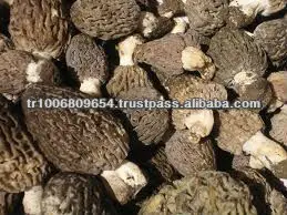 Morchella Esculenta Morel Morels Mushroom Dried Fresh Pure Natural Edible mushrooms yellow morel, true morel,Made in Turkey