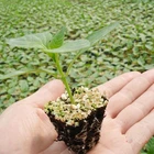 China Gold Suplier/98 Cells/Cheap Plastic Seed Nursery Tray