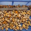 wholesale shellfish delicious and tasty seafood mussel meat