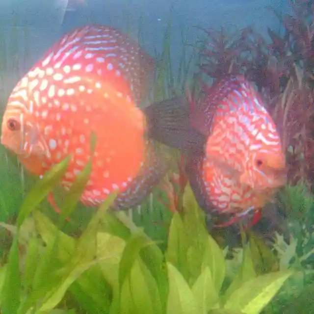 discus fish