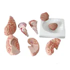 showing model of brain ,cerebral arteries and function position Brain Anatomy Model